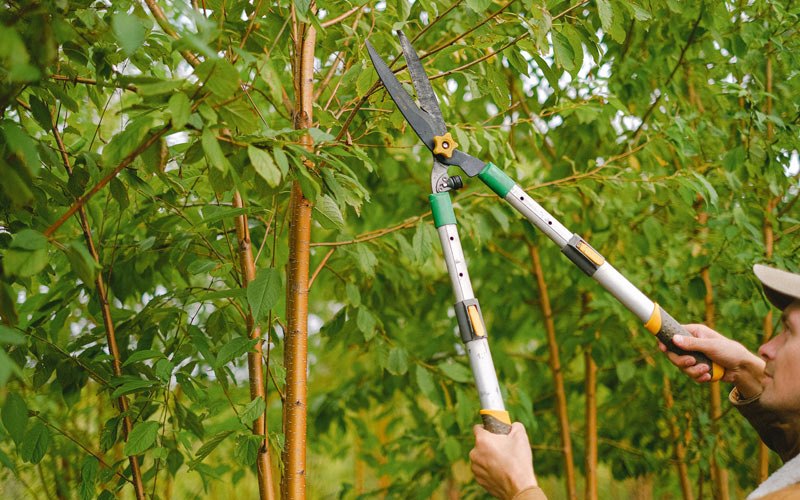 Tree trimming in Owensville, MO